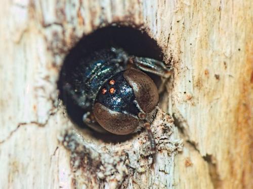 Crossocerus sp.